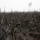 Image for article titled Photos: Inside the toxic haze, a “crime against humanity” caused by Indonesia’s fires